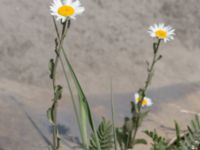 Leucanthemum vulgare Grodreservatet, Norra hamnen, Malmö, Skåne, Sweden 20160529_0074