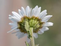 Leucanthemum vulgare Grodreservatet, Norra hamnen, Malmö, Skåne, Sweden 20160529_0076