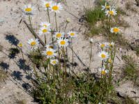 Leucanthemum vulgare Ikeadammen, Malmö, Skåne, Sweden 20140607_0144