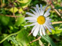 Leucanthemum vulgare Karlarp 1-124, Tjörnarp, Höör, Skåne, Sweden 20230916_0071