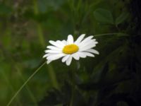 Leucanthemum vulgare Lernacken, Malmö, Skåne, Sweden 20050605 023