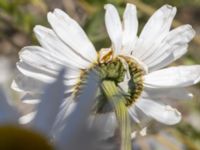 Leucanthemum vulgare Utfyllnad Oljesjön, Oljehamnen, Malmö, Skåne, Sweden 20210616_0122