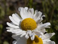 Leucanthemum vulgare Utfyllnad Oljesjön, Oljehamnen, Malmö, Skåne, Sweden 20210616_0123