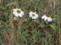 Leucanthemum x superbum 278 m SV Dalby kyrka, Lund, Skåne, Sweden 20150906_0016