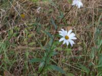 Leucanthemum x superbum 278 m SV Dalby kyrka, Lund, Skåne, Sweden 20150906_0017