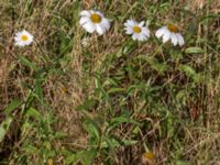 Leucanthemum x superbum 278 m SV Dalby kyrka, Lund, Skåne, Sweden 20150906_0020