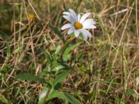 Leucanthemum x superbum 278 m SV Dalby kyrka, Lund, Skåne, Sweden 20150906_0021