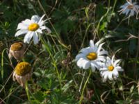 Leucanthemum x superbum 278 m SV Dalby kyrka, Lund, Skåne, Sweden 20150906_0023