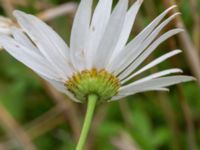 Leucanthemum x superbum Djungelparken, Bunkeflostrand, Malmö, Skåne, Sweden 20210726_0006