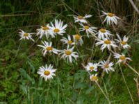 Leucanthemum x superbum Djungelparken, Bunkeflostrand, Malmö, Skåne, Sweden 20210726_0009