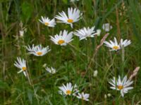 Leucanthemum x superbum Djungelparken, Bunkeflostrand, Malmö, Skåne, Sweden 20220718_0252