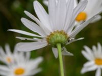 Leucanthemum x superbum Djungelparken, Bunkeflostrand, Malmö, Skåne, Sweden 20220718_0253