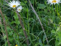 Leucanthemum x superbum Svanetorpsvägen, Åkarp, Lomma, Skåne, Sweden 20160705_0001