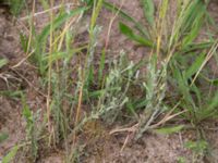 Logfia minima Ellagård, Krankesjön, Lund, Skåne, Sweden 20160626_0020