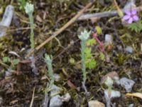 Logfia minima Lokstallarna, Malmö, Skåne, Sweden 20150625_0044