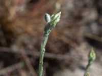 Logfia minima Ravlunda skjutfält, Simrishamn, Skåne, Sweden 20160606_0213