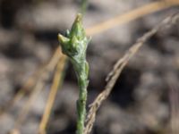 Logfia minima Ravlunda skjutfält, Simrishamn, Skåne, Sweden 20160606_0214