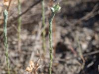 Logfia minima Ravlunda skjutfält, Simrishamn, Skåne, Sweden 20160606_0217