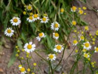 Matricaria chamomilla Borgeby reningsverk, Lomma, Skåne, Sweden 20190602_0269