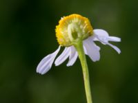 Matricaria chamomilla Husie mosse, Malmö, Skåne, Sweden 20150623_0110