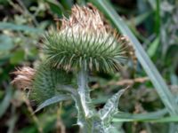 Onopordum acanthium Rönneholmsparken, Malmö, Skåne, Sweden 20190809_0019