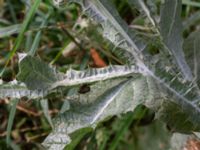 Onopordum acanthium Rönneholmsparken, Malmö, Skåne, Sweden 20190809_0020