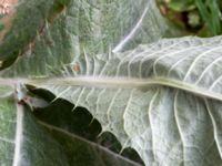 Onopordum acanthium Rönneholmsparken, Malmö, Skåne, Sweden 20190809_0023