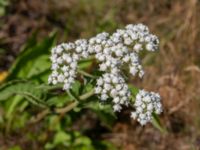 Parthenium integrifolium Kroksbäcksparken, Malmö, Skåne, Sweden 20220728_0088