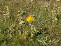 Pentanema britannicum Eskiltorps ängar, Vellinge, Skåne, Sweden 20150803_0042