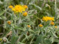 Pentanema britannicum Hököpinge ängar, Vellinge, Skåne, Sweden 20150717_0034