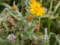 Pentanema britannicum Hököpinge ängar, Vellinge, Skåne, Sweden 20150717_0035