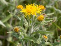 Pentanema britannicum Hököpinge ängar, Vellinge, Skåne, Sweden 20150717_0036