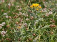 Pentanema britannicum Hököpinge ängar, Vellinge, Skåne, Sweden 20150717_0037