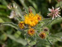 Pentanema britannicum Hököpinge ängar, Vellinge, Skåne, Sweden 20150717_0038