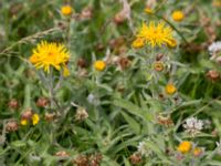 Pentanema britannicum Hököpinge ängar, Vellinge, Skåne, Sweden 20150717_0040