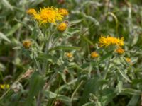 Pentanema britannicum Hököpinge ängar, Vellinge, Skåne, Sweden 20150717_0042