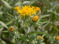 Pentanema britannicum Hököpinge ängar, Vellinge, Skåne, Sweden 20150717_0043