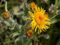 Pentanema britannicum Hököpinge ängar, Vellinge, Skåne, Sweden 20150717_0045