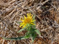 Pentanema britannicum Långalvaret, Mörbylånga, Öland, Sweden 20180809_0091