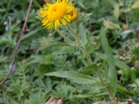 Pentanema britannicum Pildammsparken, Malmö, Skåne, Sweden 20150717_0051