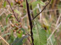 Pentanema conyzae Jordholmen, Mellan-Grevie, Vellinge, Skåne, Sweden 20150828_0012