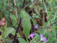 Pentanema conyzae Jordholmen, Mellan-Grevie, Vellinge, Skåne, Sweden 20150828_0017