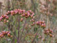 Pentanema conyzae Jordholmen, Mellan-Grevie, Vellinge, Skåne, Sweden 20150828_0020