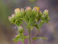 Pentanema conyzae Oljesjön, Norra hamnen, Malmö, Skåne, Sweden 20190721_0036