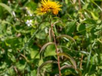 Pentanema salicinum Borrebacke, Malmö, Skåne, Sweden 20180624_0066