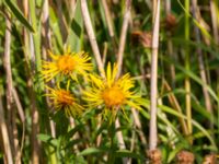 Pentanema salicinum Grevens park, Bunkeflostrand, Malmö, Skåne, Sweden 20190724_0076