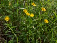 Pentanema salicinum Svanetorpsvägen, Åkarp, Lomma, Skåne, Sweden 20160625_0107