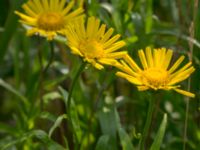 Pentanema salicinum Svanetorpsvägen, Åkarp, Lomma, Skåne, Sweden 20160625_0108