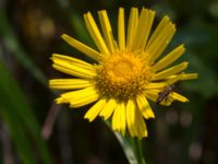 Pentanema salicinum Svanetorpsvägen, Åkarp, Lomma, Skåne, Sweden 20160625_0109