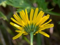 Pentanema salicinum Svanetorpsvägen, Åkarp, Lomma, Skåne, Sweden 20160625_0111